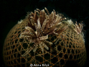 Feather stars on the net by Anna Bilyk 